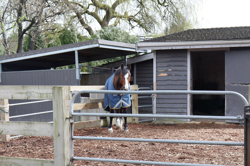 Illustration for article titled Pics from the (Stable)side: 2018-04-15 to Southlands